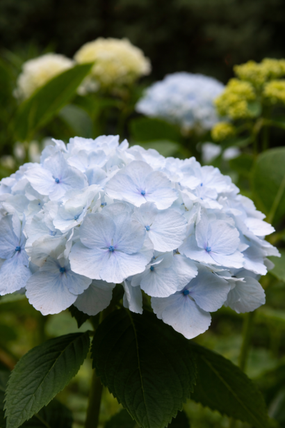 Hydrangea Madame Emile Mouillère на кислих грунтах